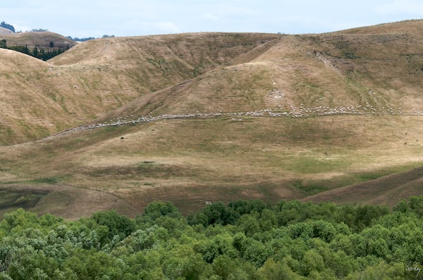 NewZealand 09 10  088